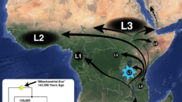 The map shows the migration of the different mitochondrial haplogroups across Africa