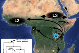 The map shows the migration of the different mitochondrial haplogroups across Africa