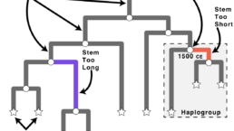 Tree paradoxes occur when some of the tree stems do not add up to the same length.