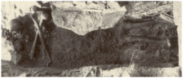 Burial photo showing skull and long bones in skull-and-crossbones orientation from Griswold vampire grave