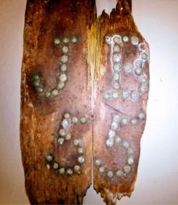 Coffin lid marked “JB 55” with brass tacks from John Barber’s grave in Griswold, Connecticut