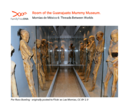 Display of mummified remains at the Guanajuato Mummy Museum in Mexico