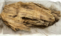 Naturally mummified remains known as the Spirit Cave Mummy, Churchill County, Nevada