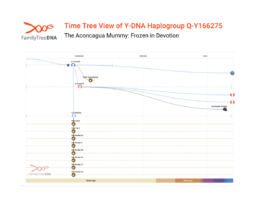 Y-DNA haplogroup Q-Y166275 Time Tree showing Aconcagua Mummy’s paternal lineage