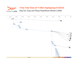 Y-DNA haplogroup R-M343 Time Tree tracing Tutankhamun’s paternal lineage in FamilyTreeDNA Discover