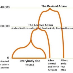 Diagram comparing the Former Adam at 200,000 years and the Revised Adam at 340,000 years, with Albert Perry and a few Mbo as the most divergent lineage