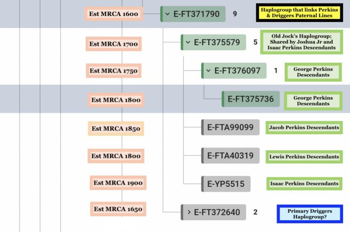 Figure 5: World Haplotree Segment Showing Relationship Between Perkins and Driggers Haplogroups “Est MRCA