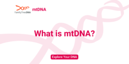What is Mitochondrial DNA_Explore Your DNA_FamilyTreeDNA
