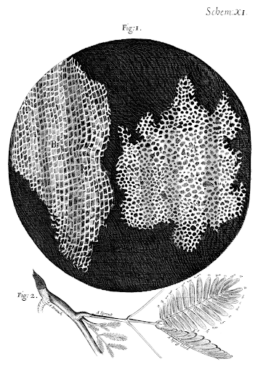 Sketch of cork cells as seen under a microscope. Robert Hooke, 1665. Image via public domain