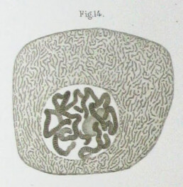 First depiction of a cell nucleus done by Walther Flemming in 1882.