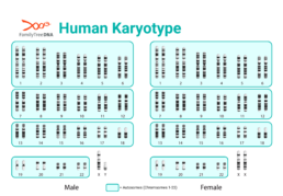 Human karyotype showing chromosomes 1&ndash;22 as autosomes and X and Y sex chromosomes for male and female