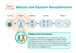 Diagram of meiosis showing stages and random recombination where DNA from parents mixes to form new combinations