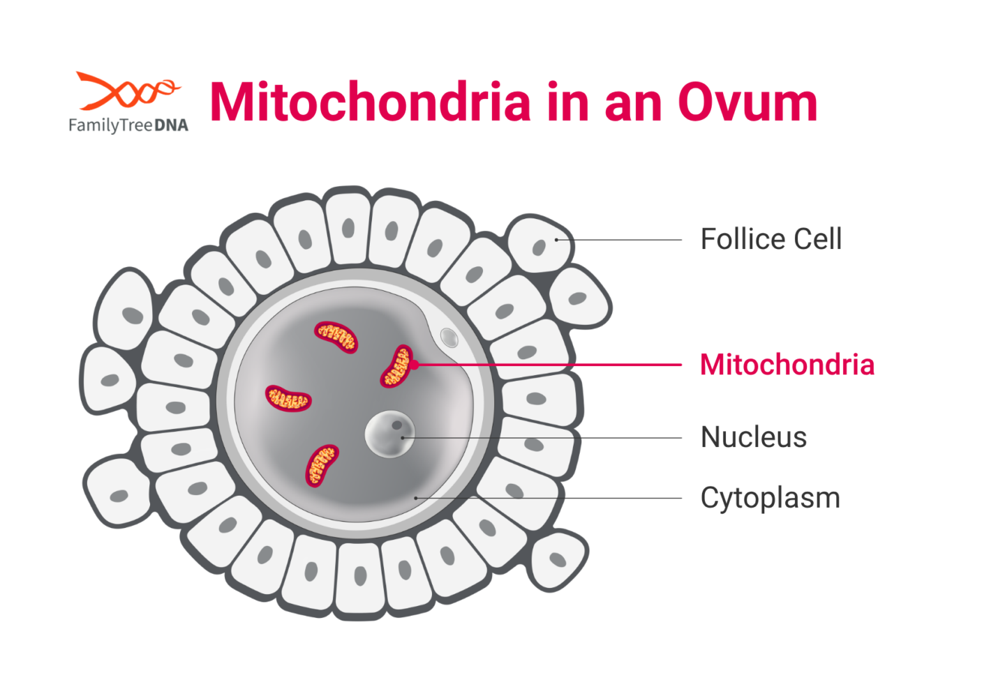 Diagram of an ovum showing mitochondria in the cytoplasm where mitochondrial DNA (mtDNA) is inherited from the mother