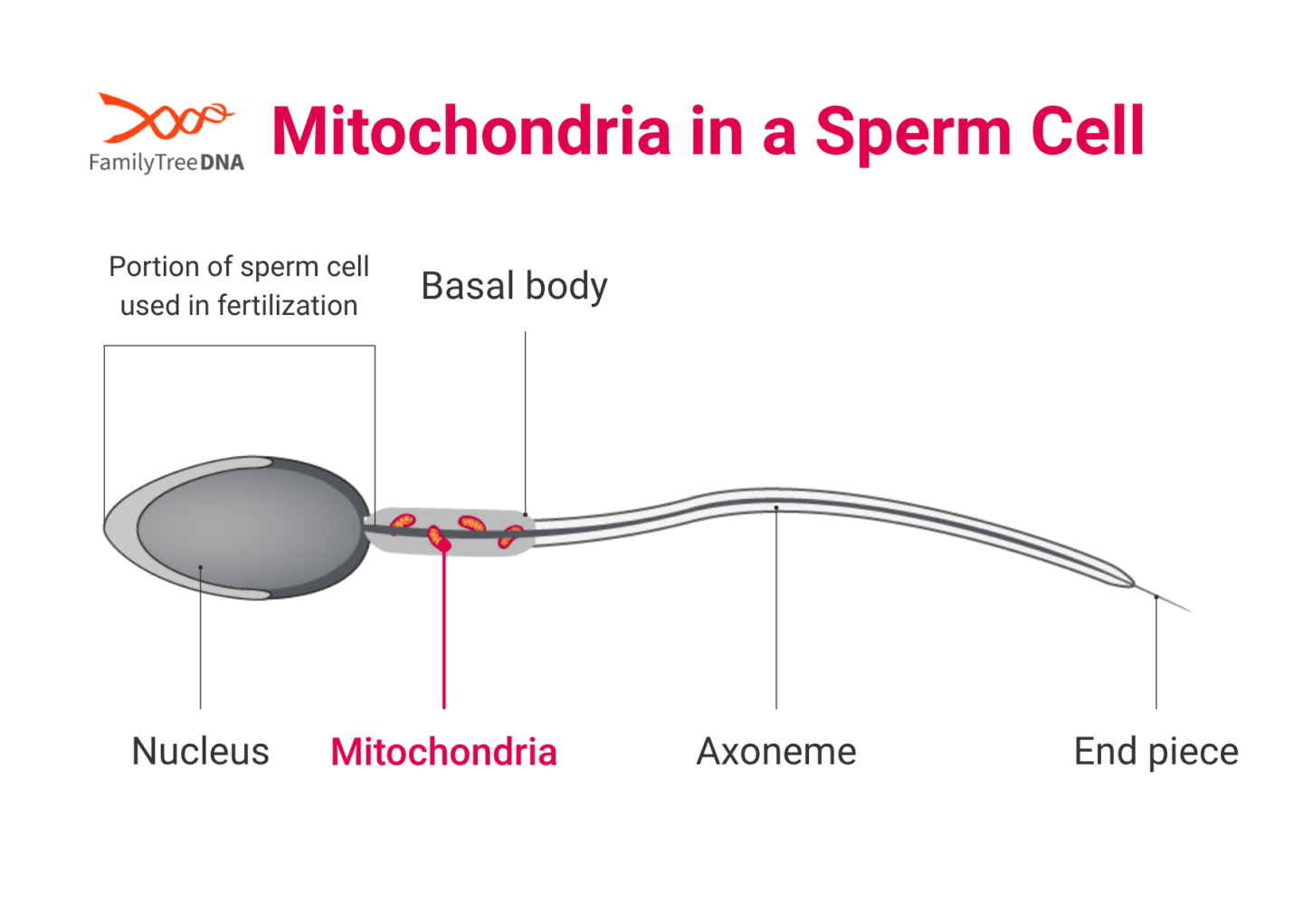 Diagram of a sperm cell showing mitochondria in the tail that are not passed to the egg during fertilization