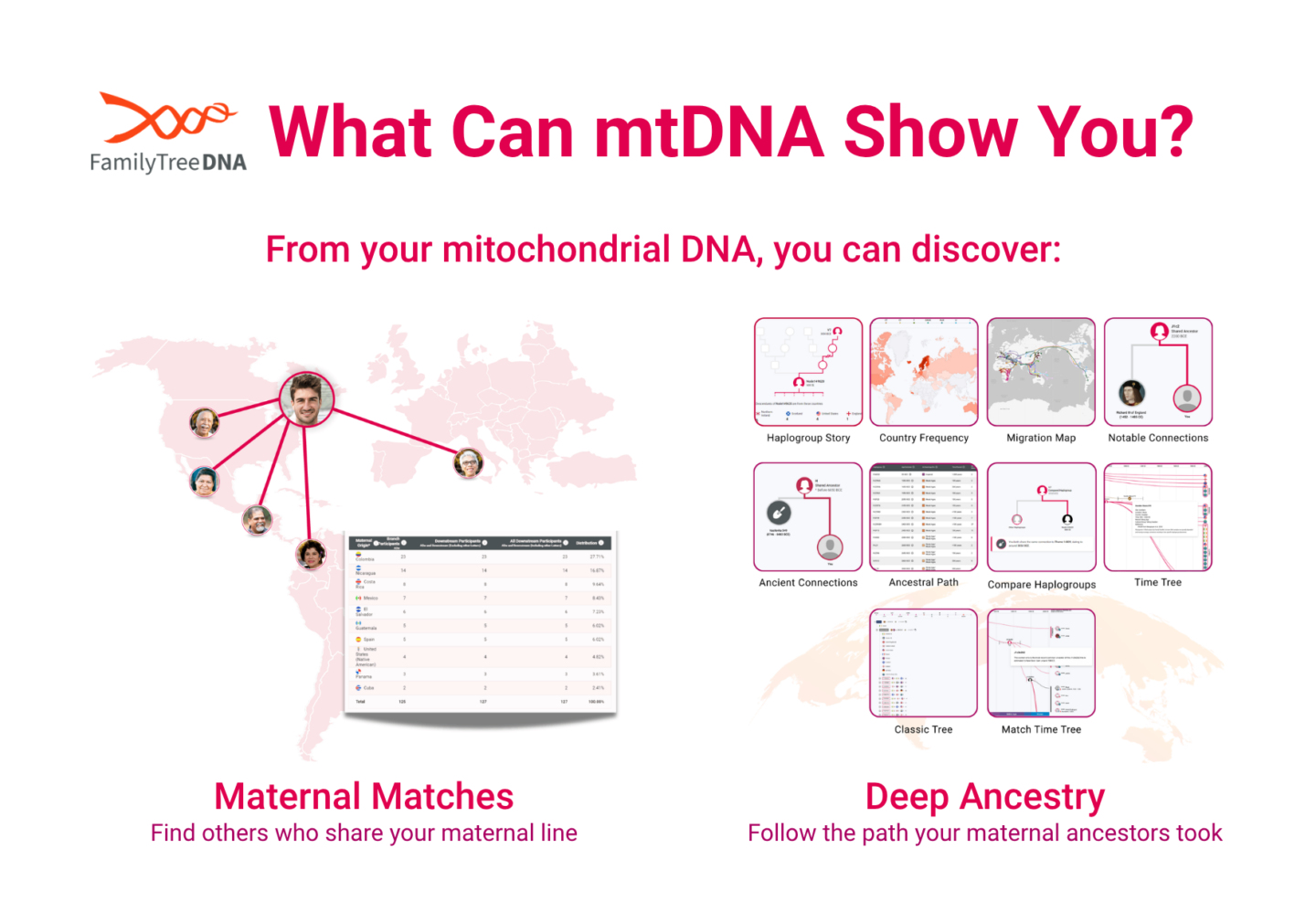 Diagram showing what mitochondrial DNA (mtDNA) can reveal, including relatives, haplogroups, and deep ancestry