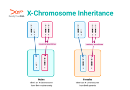 Diagram showing X chromosome inheritance where males inherit X from mother and females inherit X from both parents