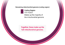 Mitochondrial DNA coding region covering most of the genome analyzed in full mtDNA testing