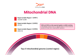Diagram of mtDNA control region showing HVR1, HVR2, and HVR3 locations used in mitochondrial DNA testing