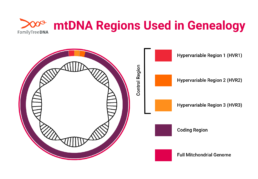 Diagram showing mtDNA control region (HVR1, HVR2, HVR3) and coding region used in mitochondrial DNA testing