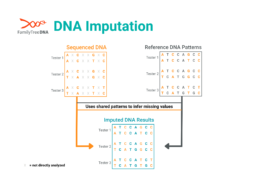 Diagram showing DNA imputation process using shared patterns to infer missing genetic data in autosomal DNA testing