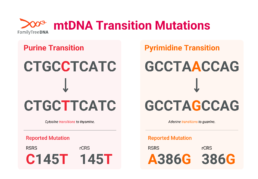 mtDNA transition mutation example showing purine and pyrimidine changes with RSRS and rCRS formats