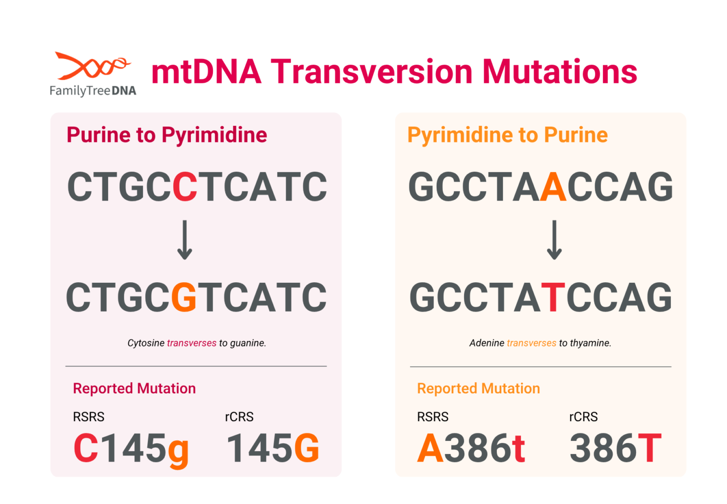 Understanding mtDNA Haplogroups and Your Results