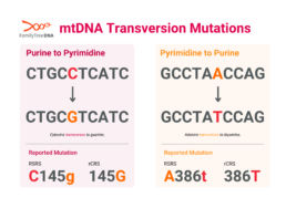 mtDNA transversion mutation example showing purine to pyrimidine and pyrimidine to purine changes with RSRS and rCRS formats