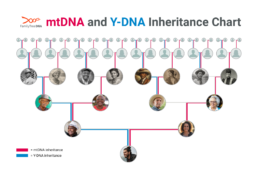 Chart showing mtDNA inheritance through the maternal line and Y-DNA inheritance through the paternal line in a family tree
