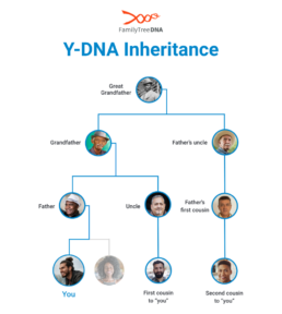 Diagram showing Y-DNA inheritance through paternal line from great grandfather to male descendants