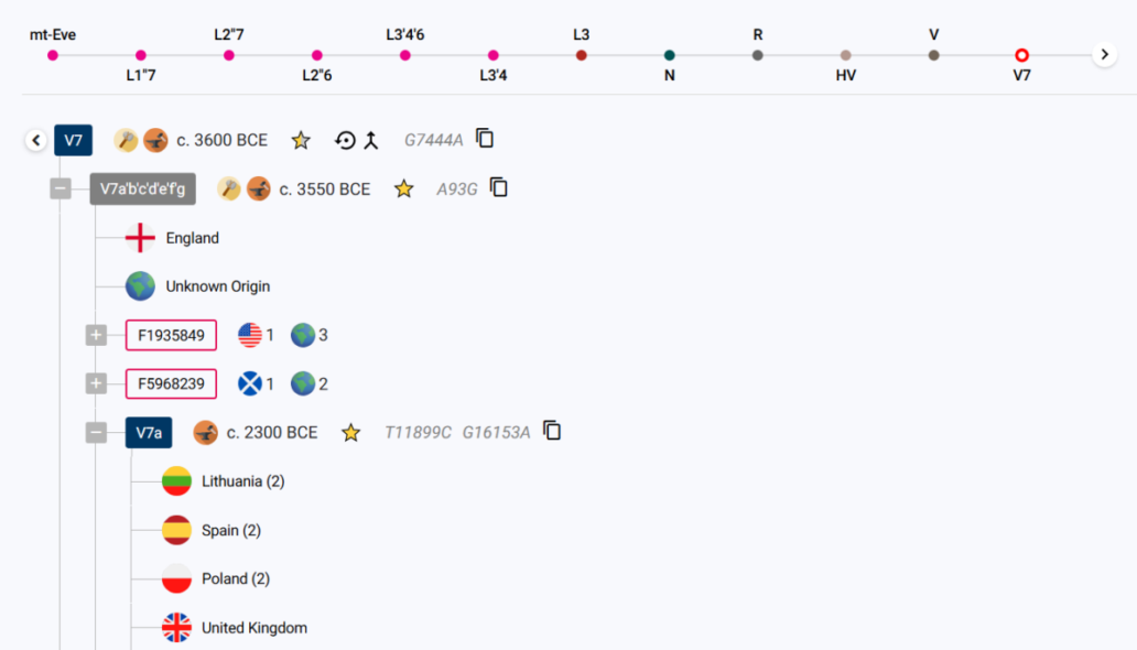 Screenshot of the Classic Tree from mtDNA Discover, displaying a phylogenetic haplogroup structure. The tree traces haplogroups from mt-Eve through various branches, including V7 and V7a, with estimated formation dates. Geographic origins such as England, Lithuania, Spain, Poland, and the United Kingdom are represented with flag icons. The tree also displays mtFull Sequence testers, marked with unique IDs and associated test results. Users can expand branches to explore deeper lineage connections.