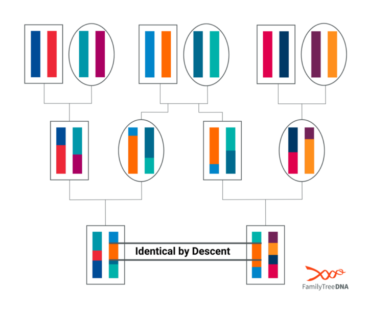 A FamilyTreeDNA diagram illustrating Identical by Descent (IBD), where a shared DNA segment is inherited from a common ancestor through multiple generations. The visual shows how segments are passed down in a structured family tree.