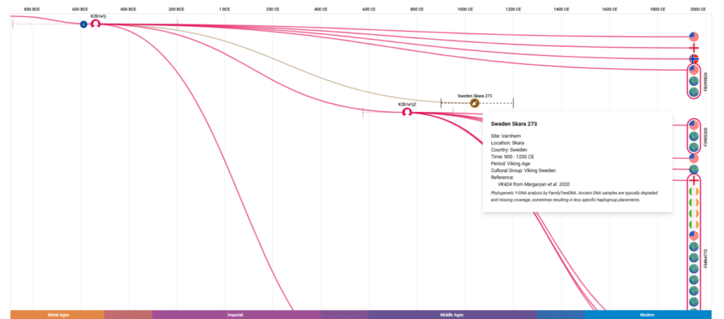 Screenshot of the Time Tree from mtDNA Discover, displaying haplogroup branching from 800 BCE to the present. The visualization shows both modern testers and ancient DNA samples, including 'Sweden Skara 273,' a Viking Age individual from 900–1200 CE. A pop-up window provides detailed information about this historical sample, including location, cultural group, and reference study. The timeline at the bottom marks major historical periods, illustrating the evolution of haplogroups over time.