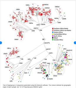 Network diagram of mtDNA Haplogroup L0 showing subclades and geographic origin across Africa and the diaspora.