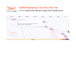 Time Tree view of Haplogroup L1b showing its estimated origin around 32,882 BCE and maternal lineage migration paths.