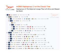 FamilyTreeDNA Classic Tree of Haplogroup L3 showing subclades and the divergence point for all non-African maternal lineages.