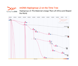 Time Tree visualization of Haplogroup L3 showing its divergence into African and non-African maternal lineages over the last 60,000 years.