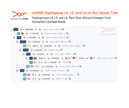 FamilyTreeDNA Classic Tree showing rare African mtDNA haplogroups L4, L5, and L6, with their divergence points and estimated dates.