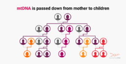 Family tree diagram showing how mitochondrial DNA is inherited only through the maternal line, with highlighted maternal descendants.