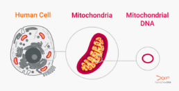 Diagram showing a human cell, zoomed-in mitochondrion, and the small circular mtDNA molecule passed down the maternal line.