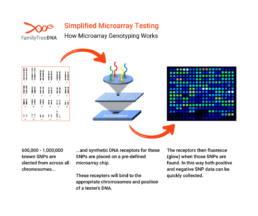 Simplified diagram showing how microarray genotyping detects known SNPs using pre-built probes that fluoresce when DNA binds.