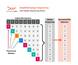 Simplified diagram showing Sanger sequencing using fluorescent markers to read and recreate a short DNA sequence.