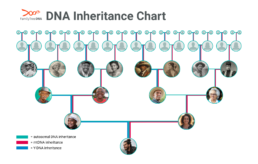 DNA inheritance chart showing autosomal DNA across all lines, Y-DNA paternal line, and mtDNA maternal line in a family tree