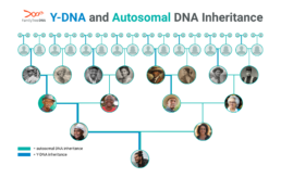 Chart showing Y-DNA inheritance along the direct paternal line compared to autosomal DNA across a family tree